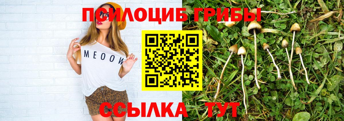 Псилоцибиновые грибы Psilocybe Вышний Волочёк